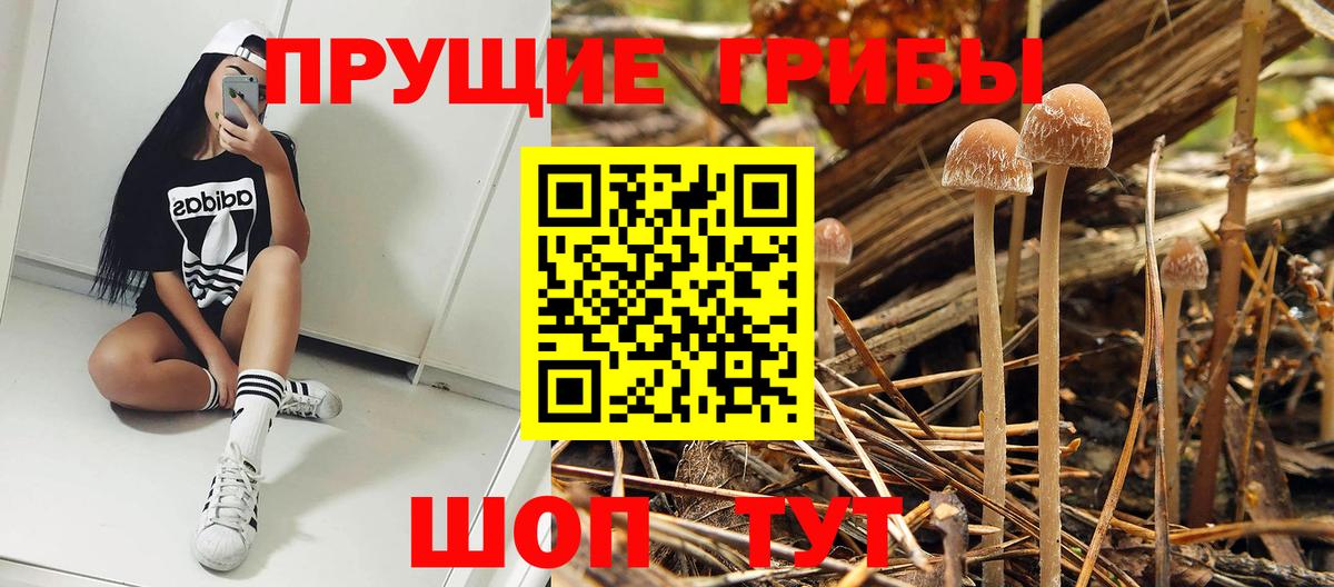 Галлюциногенные грибы Psilocybine cubensis Нижнекамск
